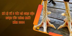 Hé lộ về 6 vảy gà chọi độc được yêu thích nhất năm 2024