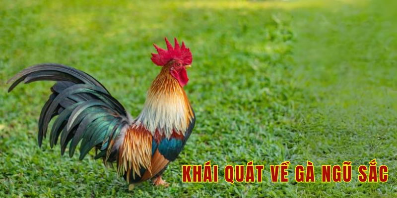 Khái quát về gà ngũ sắc