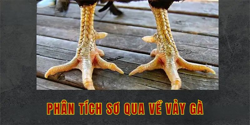 Phân tích sơ qua về vảy gà