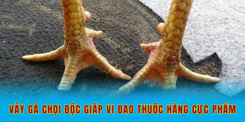 Vảy gà chọi độc giáp vi đao thuộc hàng cực phẩm