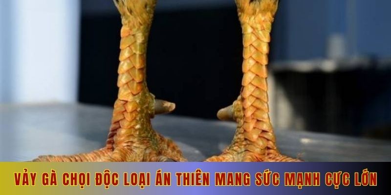 Vảy gà chọi độc loại án thiên mang sức mạnh cực lớn